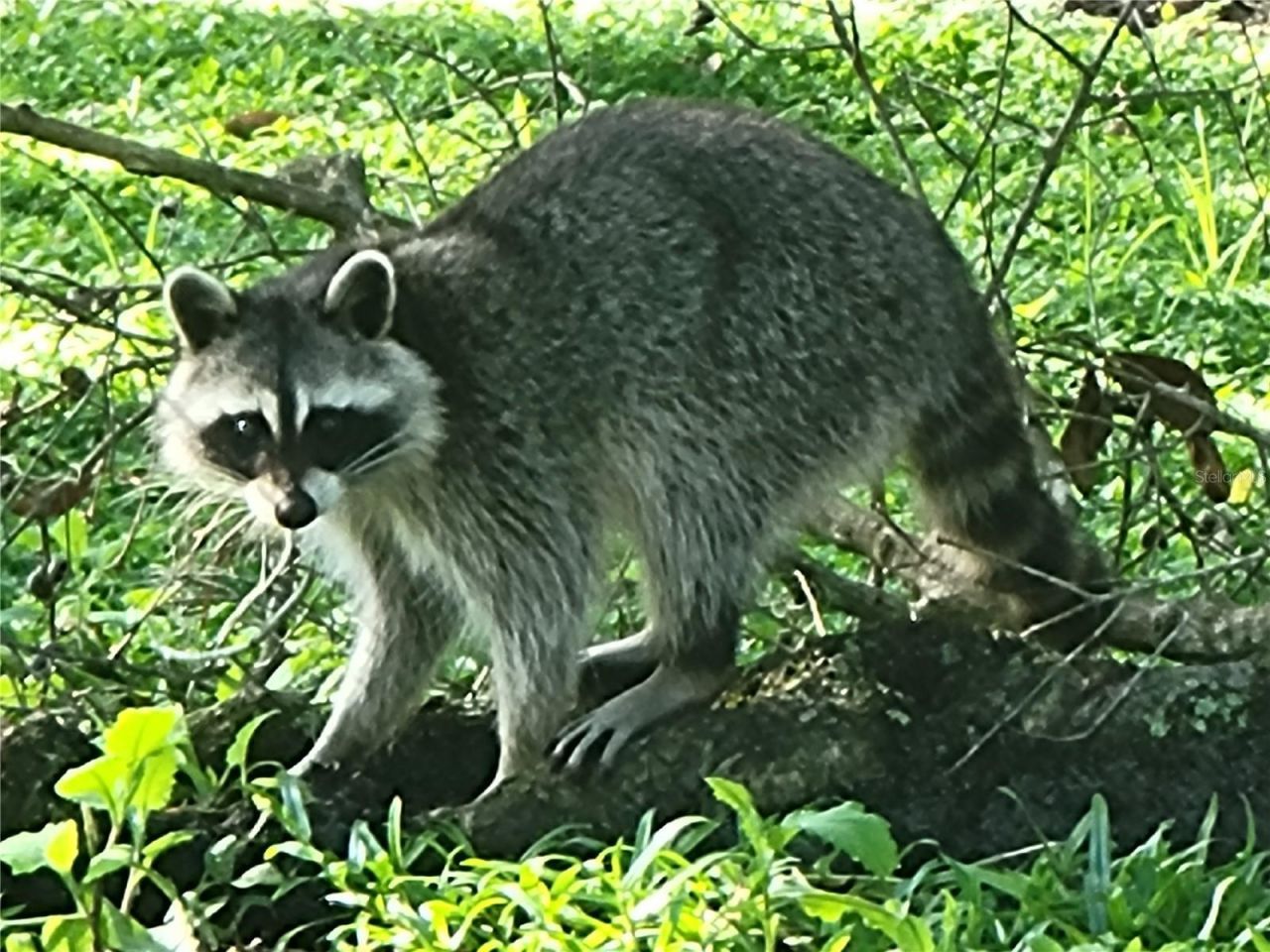 3723 Mulberry Grove Loop, Leesburg, FL 34748 Photo