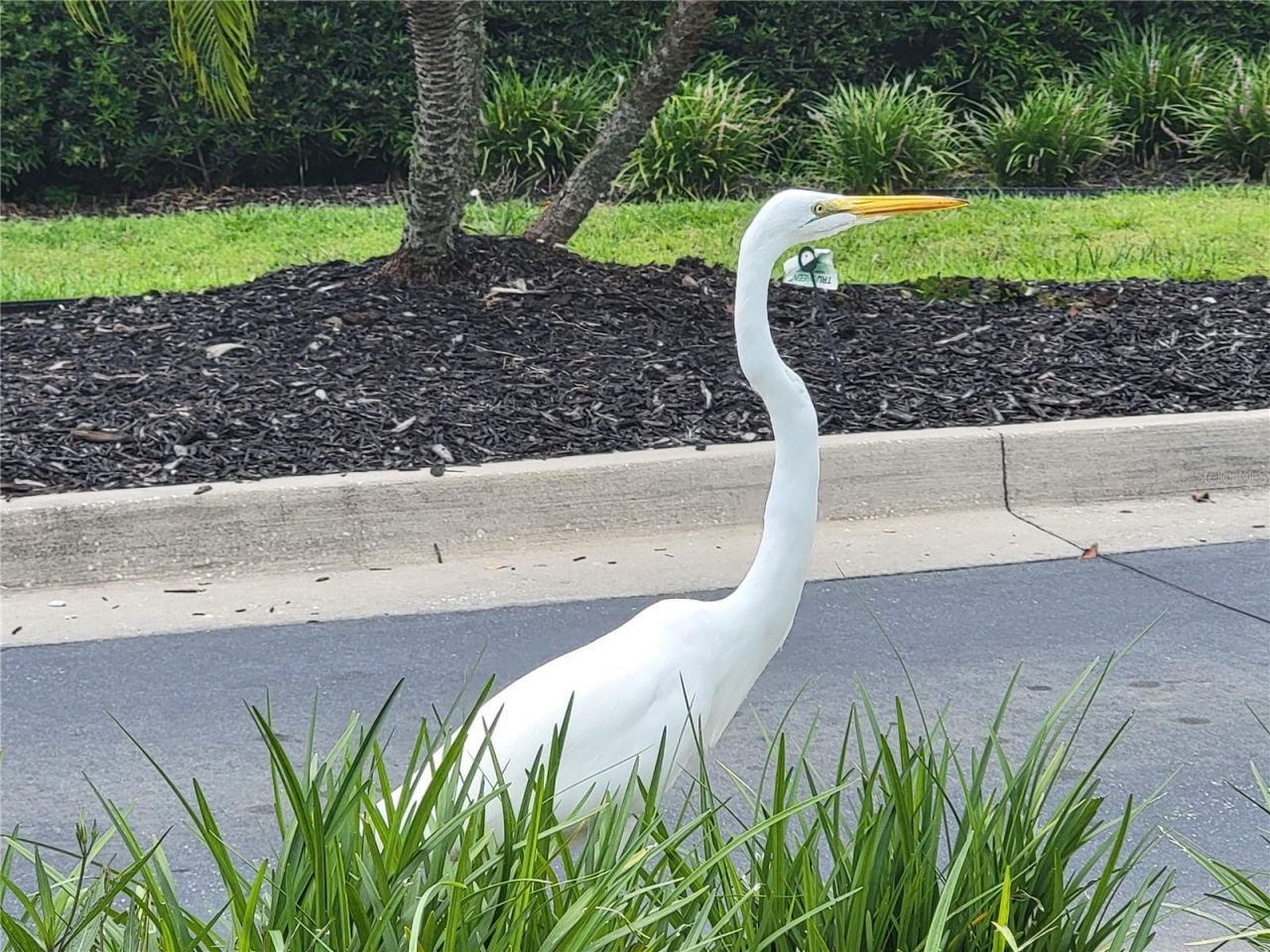 3723 Mulberry Grove Loop, Leesburg, FL 34748 Photo