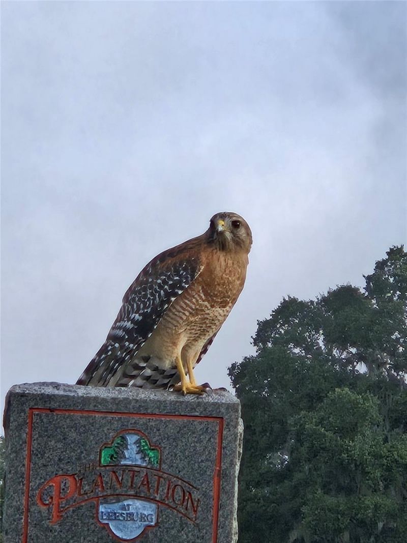 3723 Mulberry Grove Loop, Leesburg, FL 34748 Photo