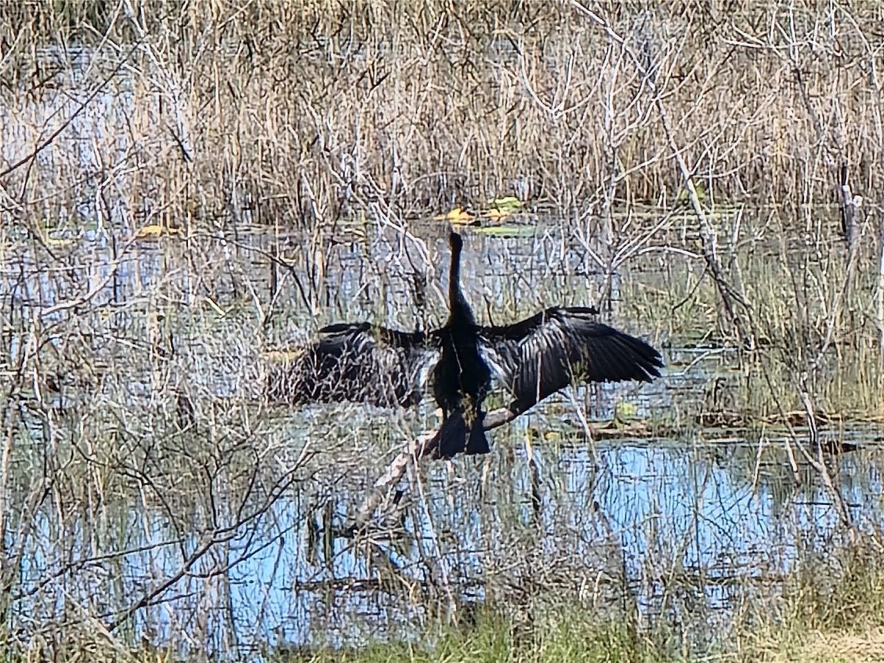 3723 Mulberry Grove Loop, Leesburg, FL 34748 Photo