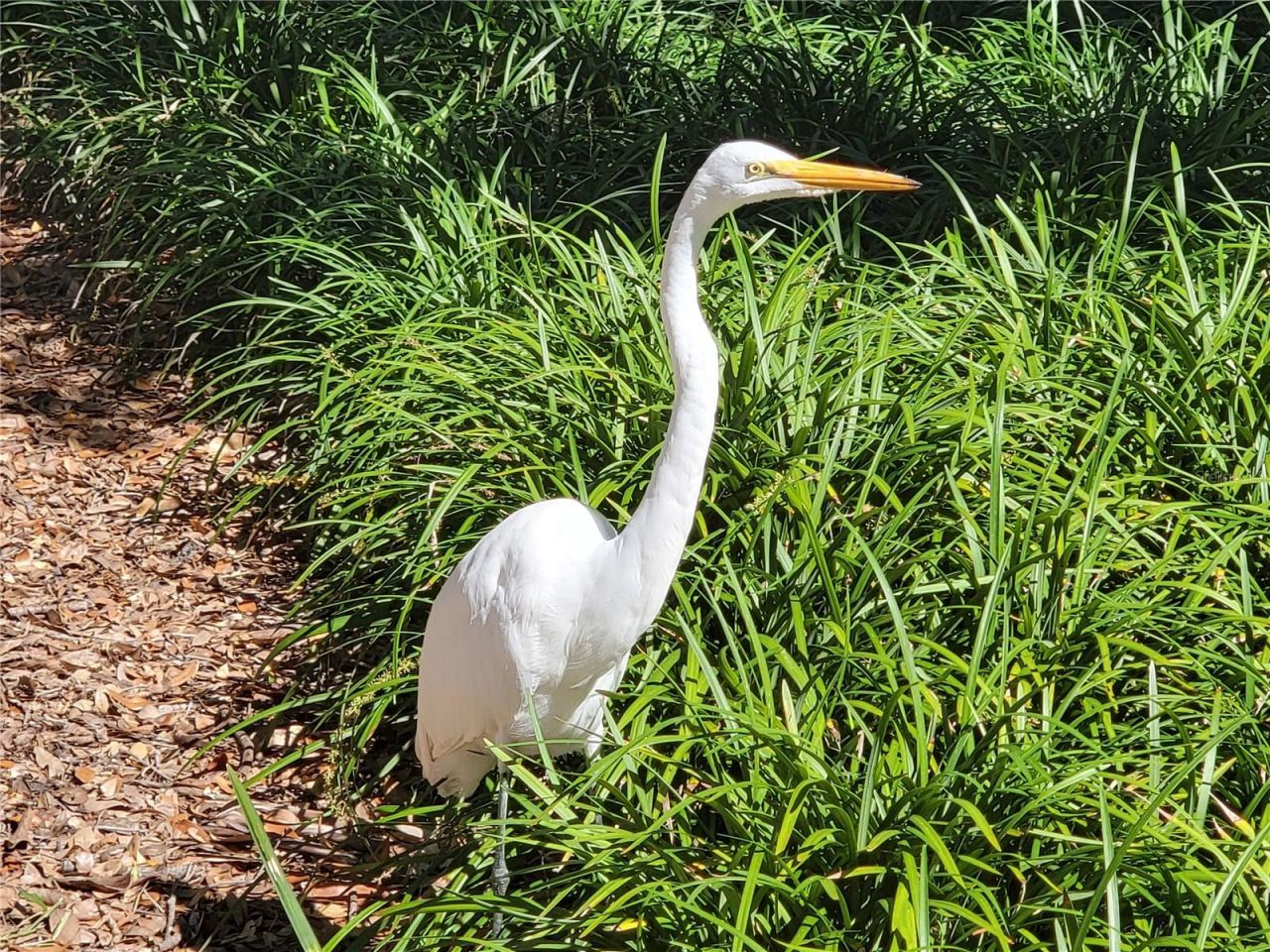 3723 Mulberry Grove Loop, Leesburg, FL 34748 Photo