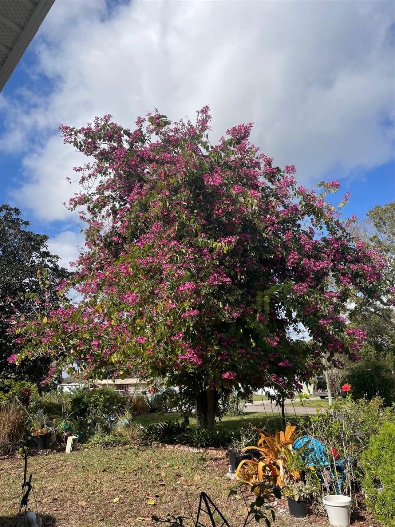 260 W Harbord Street , Lake Alfred, FL 33850 Photo