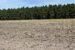 Mta 4 Heustess Road photo 4