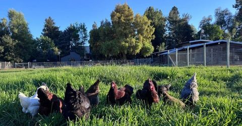 Russell Blvd, Davis, CA 95616 Photo