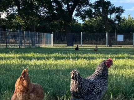 Russell Blvd, Davis, CA 95616 Photo