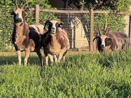 Russell Blvd, Davis, CA 95616 Photo