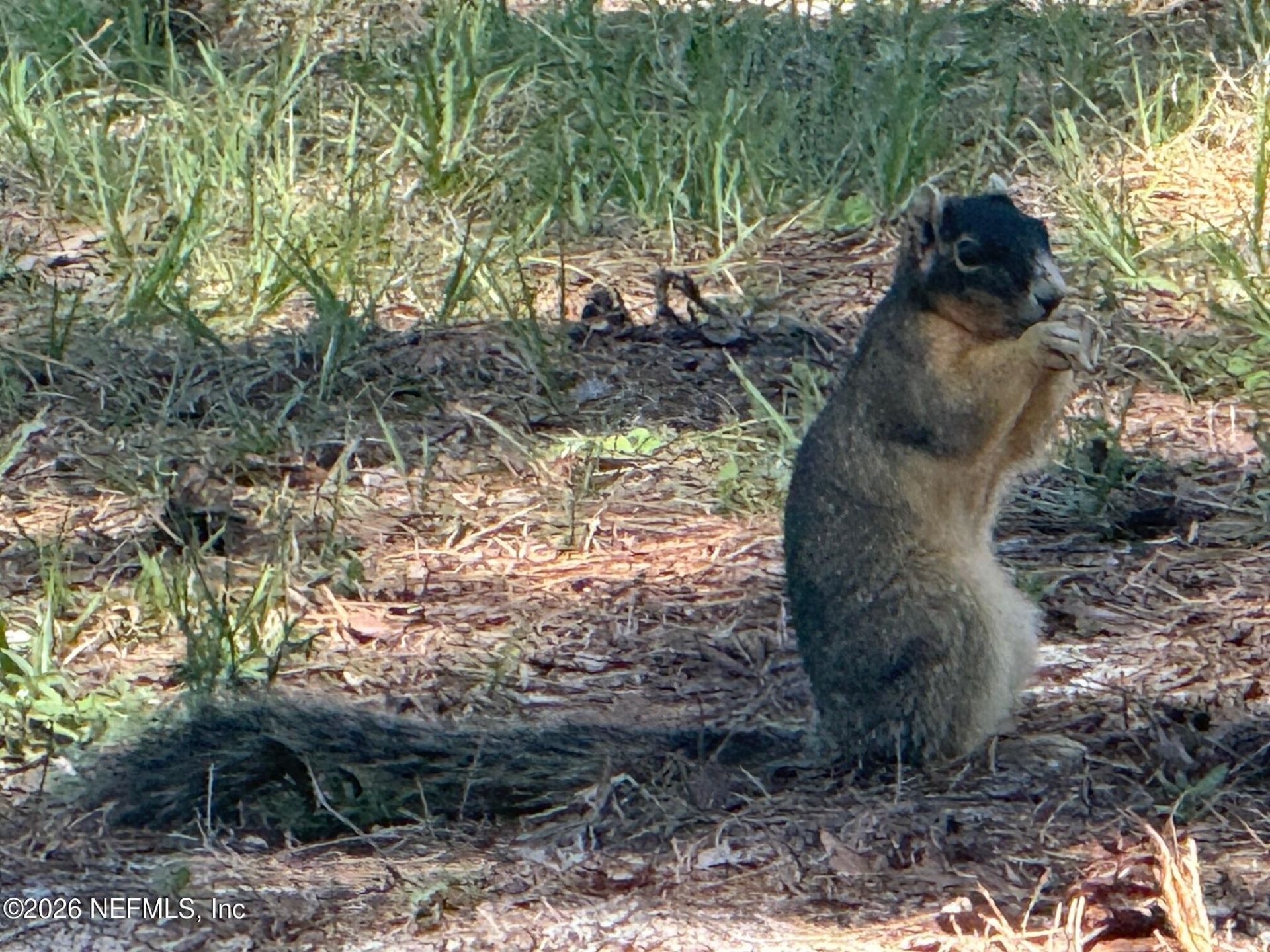 4247 N Amarillo Drive, Beverly Hills, FL 34465 Photo