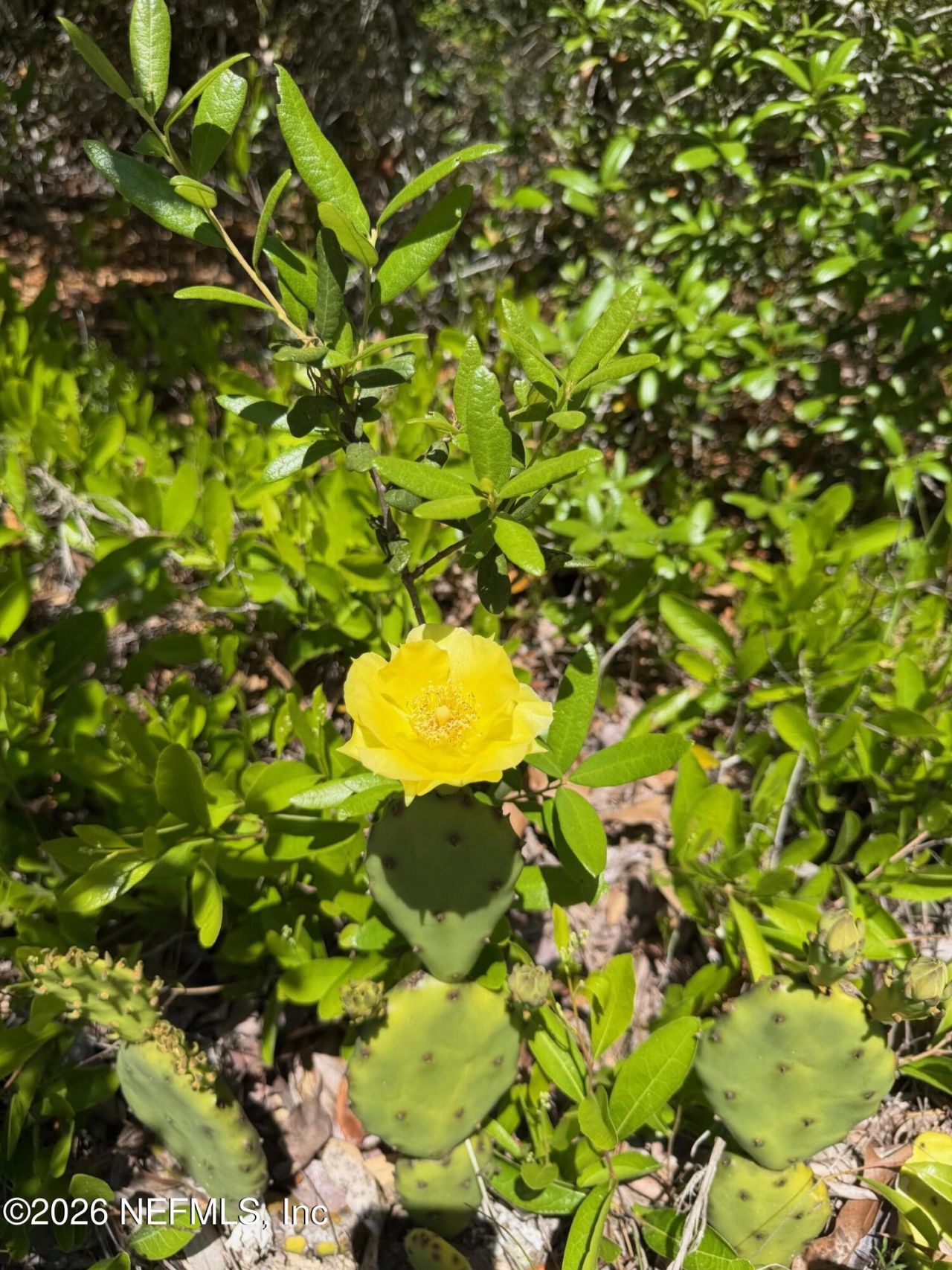 4247 N Amarillo Drive, Beverly Hills, FL 34465 Photo