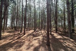 Mta 5 Heustess Road photo 4