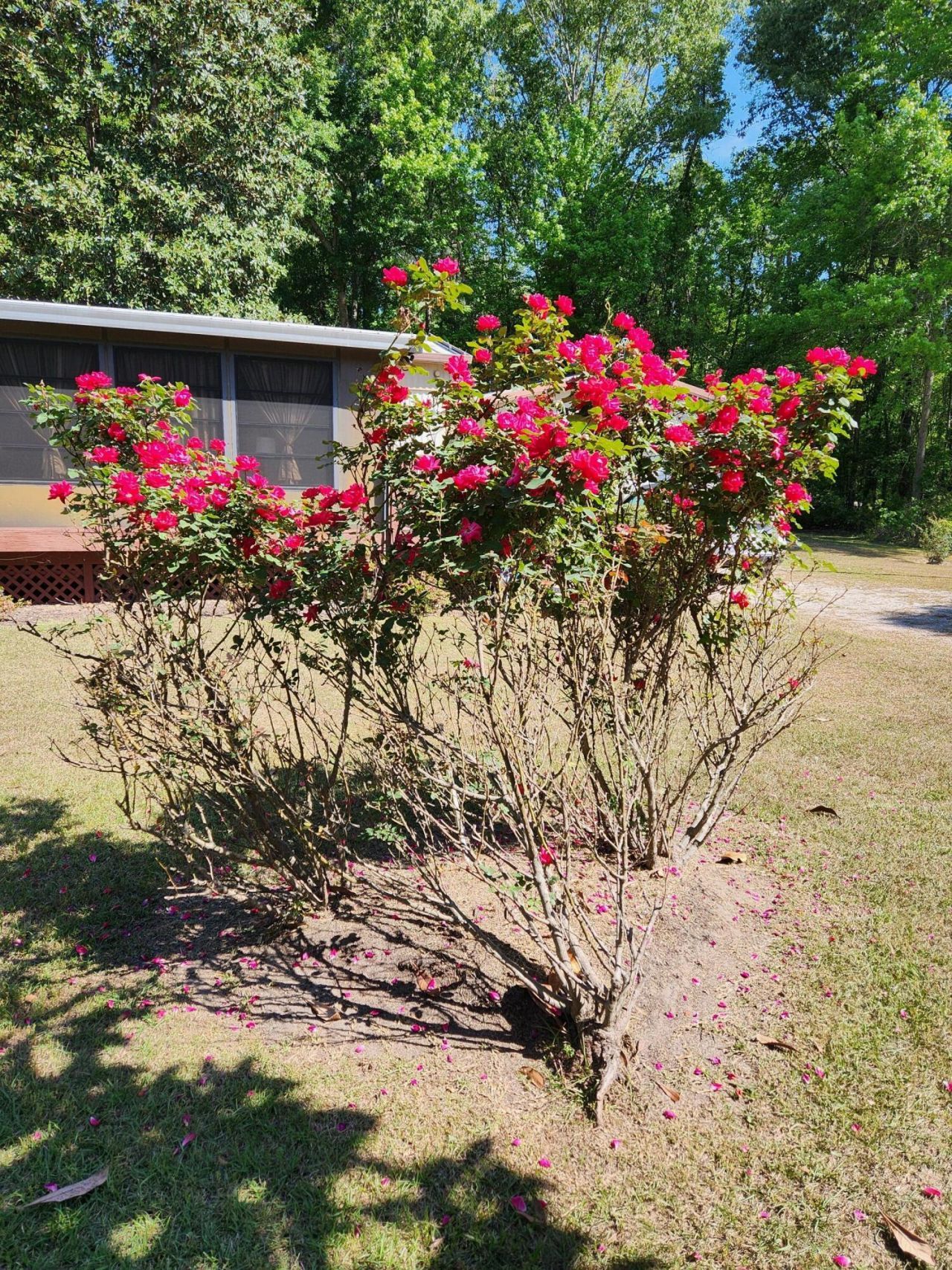 1185 Krissy Street Photo 10