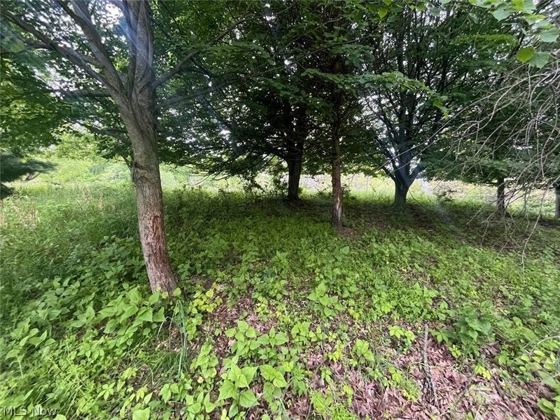 87085 Crall Road, Scio, OH 43988 Photo 9