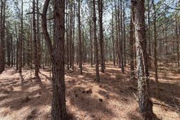 Mta 6 Heustess Road photo 4