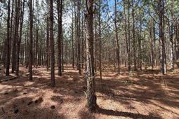 Mta 6 Heustess Road photo 4