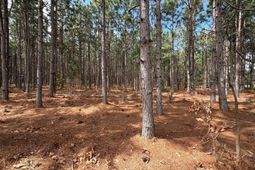 Mta 7 Heustess Road  photo 4