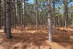 Mta 7 Heustess Road  photo 4