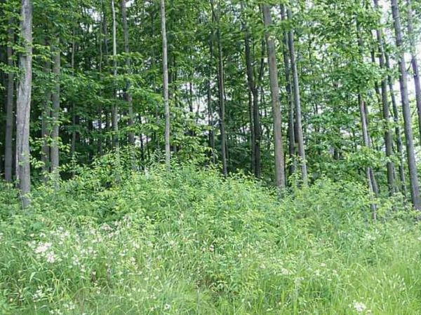 8877 Cedar Creek Drive, Petoskey, MI 49770