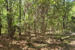 0 Bears Bluff photo 4