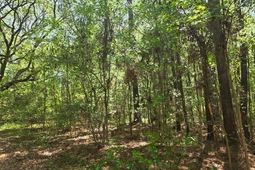 0 Bears Bluff photo 4