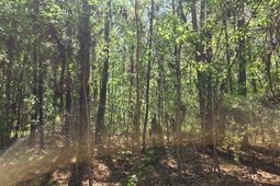 0 Bears Bluff photo 4