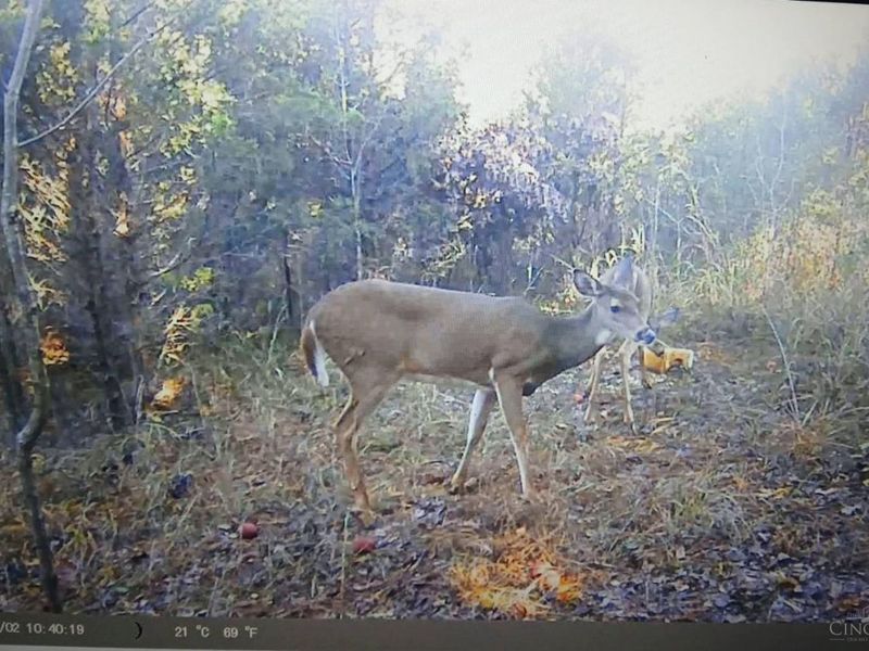 1831 Strait Creek Road, Peebles, OH 45660 Photo 17