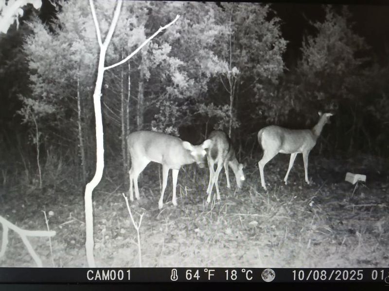 1831 Strait Creek Road, Peebles, OH 45660 Photo 18