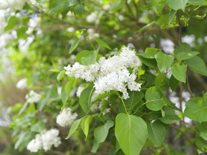 522 Bantry Street, Powell, OH 43065 Photo 52