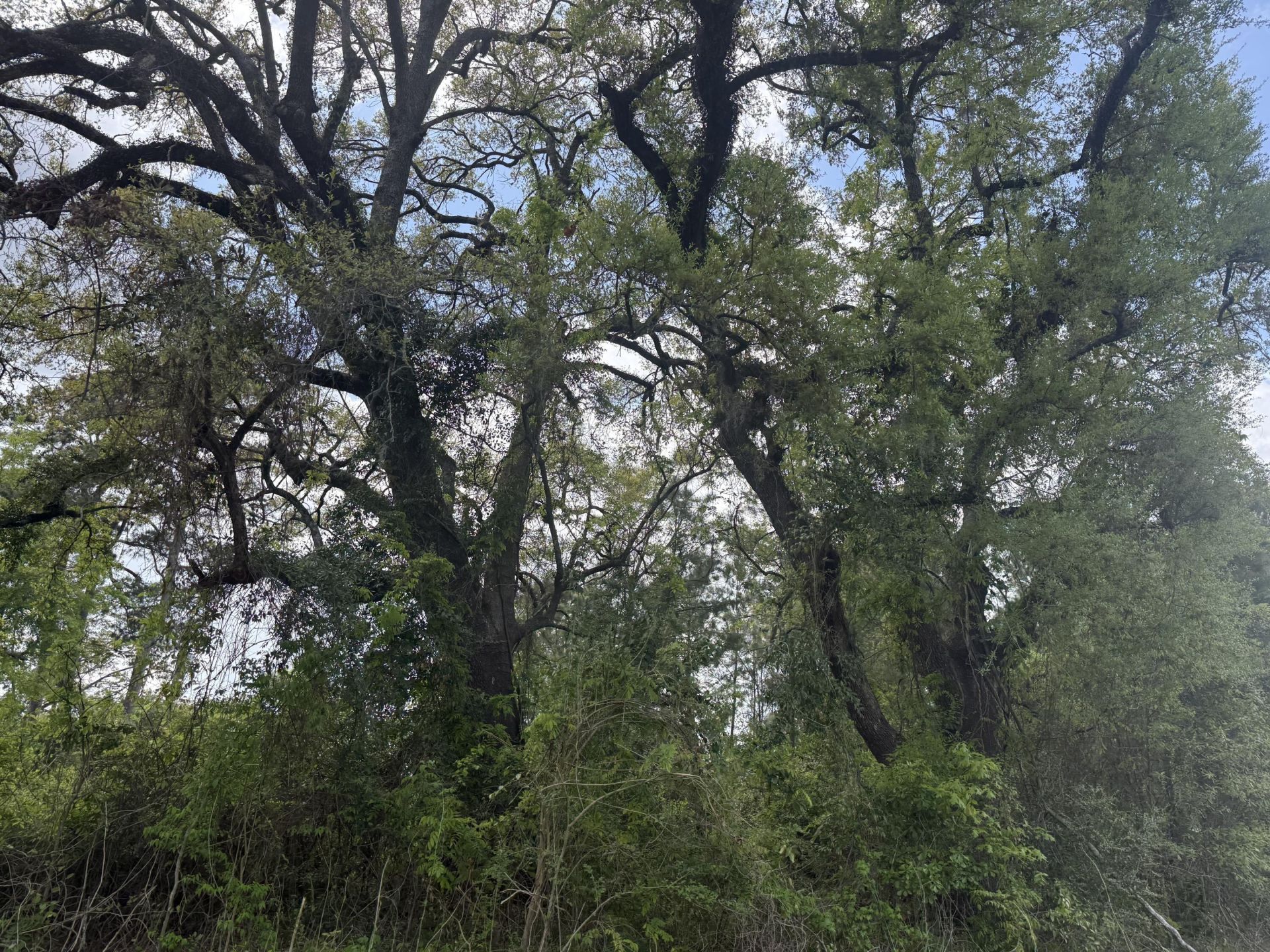 0 Old Back River Road Road Photo 4