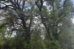 0 Old Back River Road Road photo 4