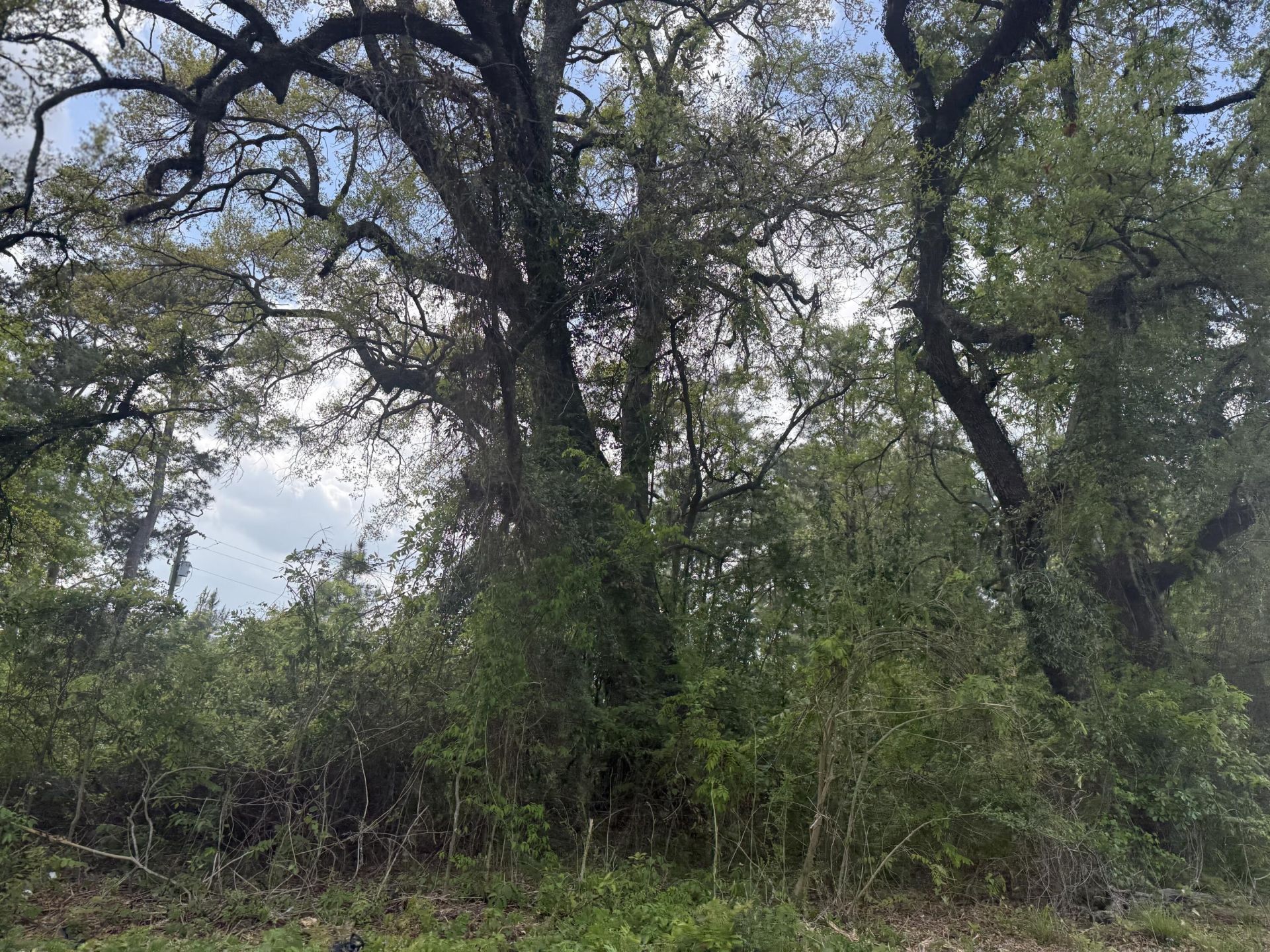 0 Old Back River Road Road Photo 5