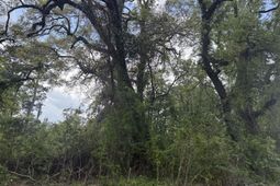 0 Old Back River Road Road photo 4