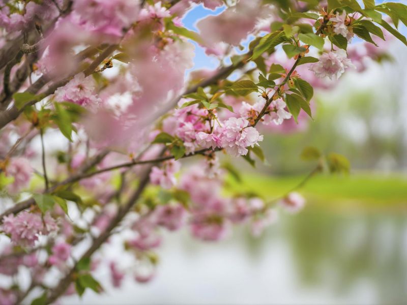 8638 Tartan Fields Drive, Dublin, OH 43017 Photo 125