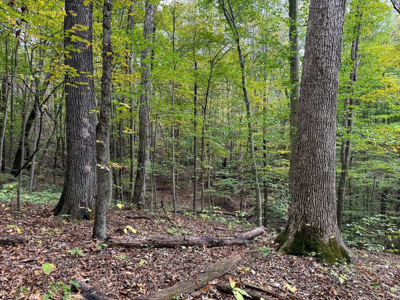 0 Little Kyger Road, Unit (Little Ky, Cheshire, OH 45620 Photo 36