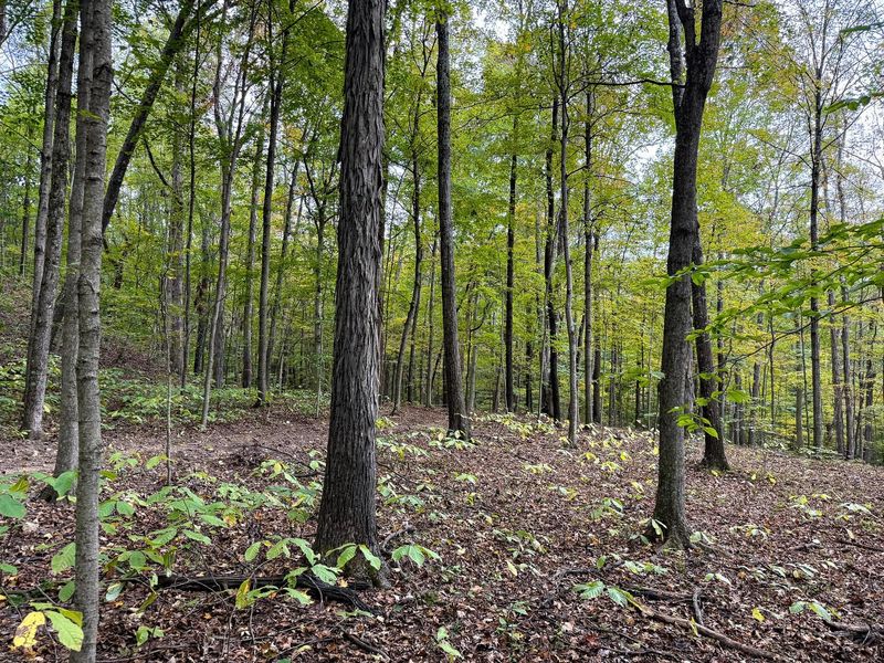 0 Little Kyger Road, Unit (Little Ky, Cheshire, OH 45620 Photo 37