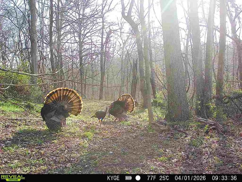 0 Little Kyger Road, Unit (Little Ky, Cheshire, OH 45620 Photo 6