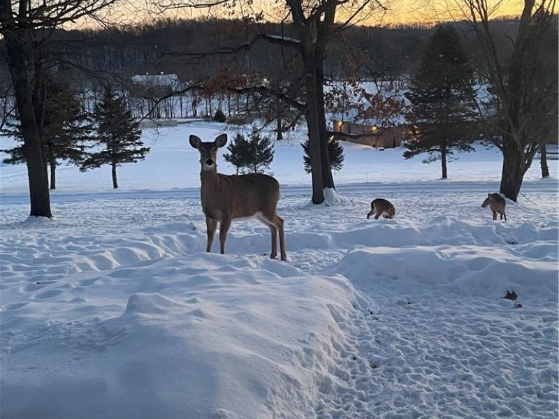 3359 Schneiders Crossing Road NW, Dover, OH 44622 Photo 34