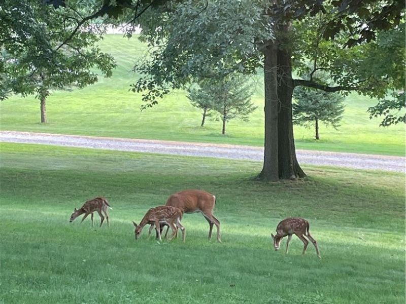 3359 Schneiders Crossing Road NW, Dover, OH 44622 Photo 35