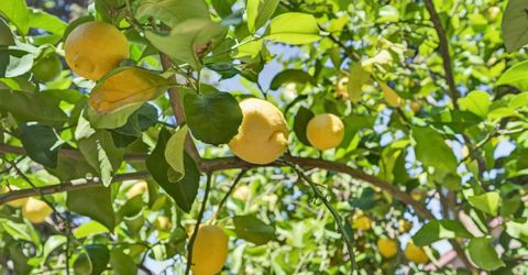 3423 Cook St, Rocklin, CA 95765 Photo