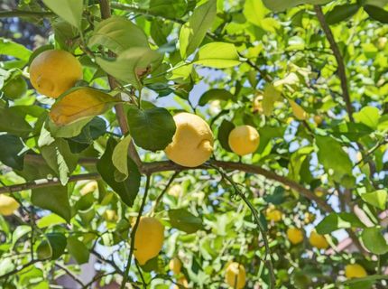 3423 Cook St, Rocklin, CA 95765 Photo