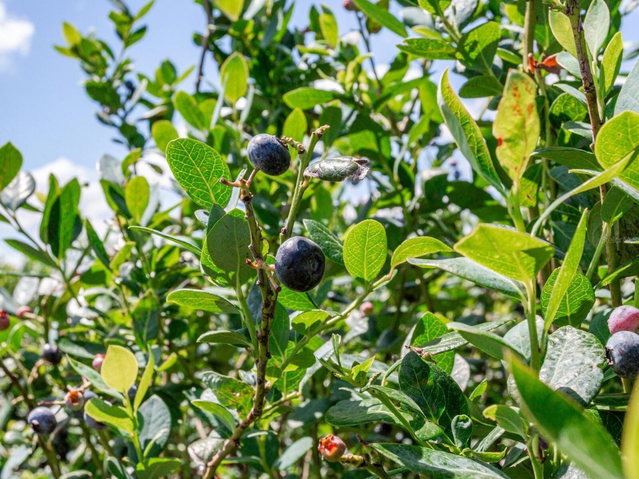 3674 E State Road 64 , Zolfo Springs, FL 33890 Photo