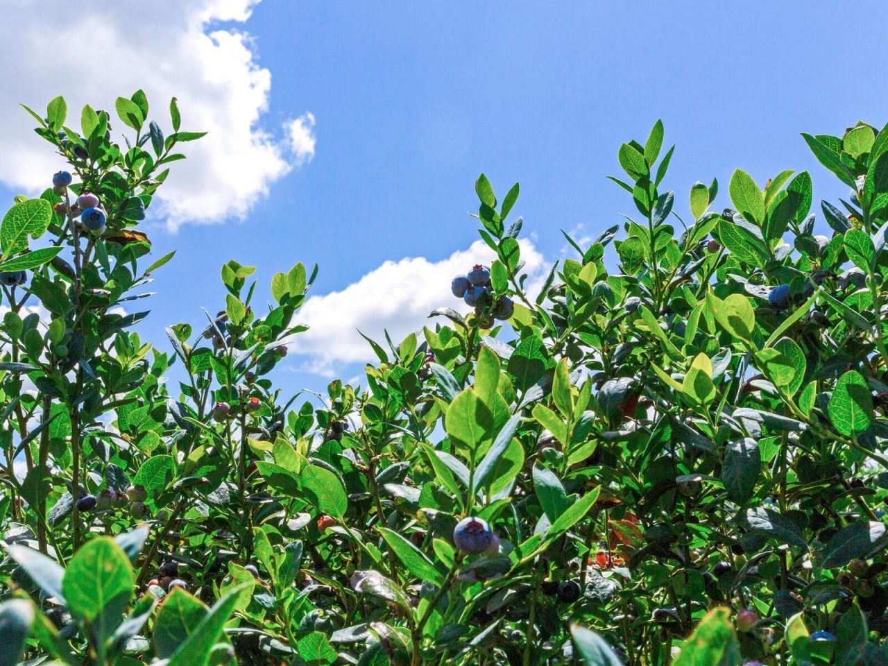 3674 E State Road 64 , Zolfo Springs, FL 33890 Photo