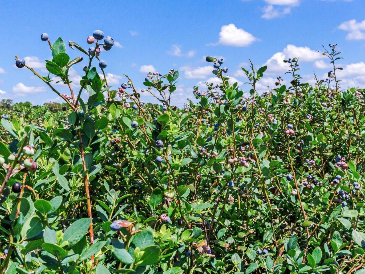 3674 E State Road 64 , Zolfo Springs, FL 33890 Photo