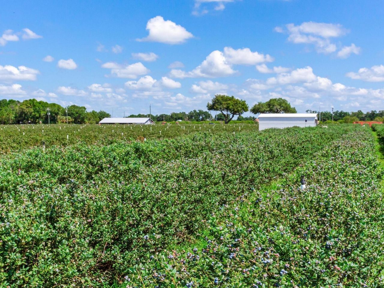 3674 E State Road 64 , Zolfo Springs, FL 33890 Photo