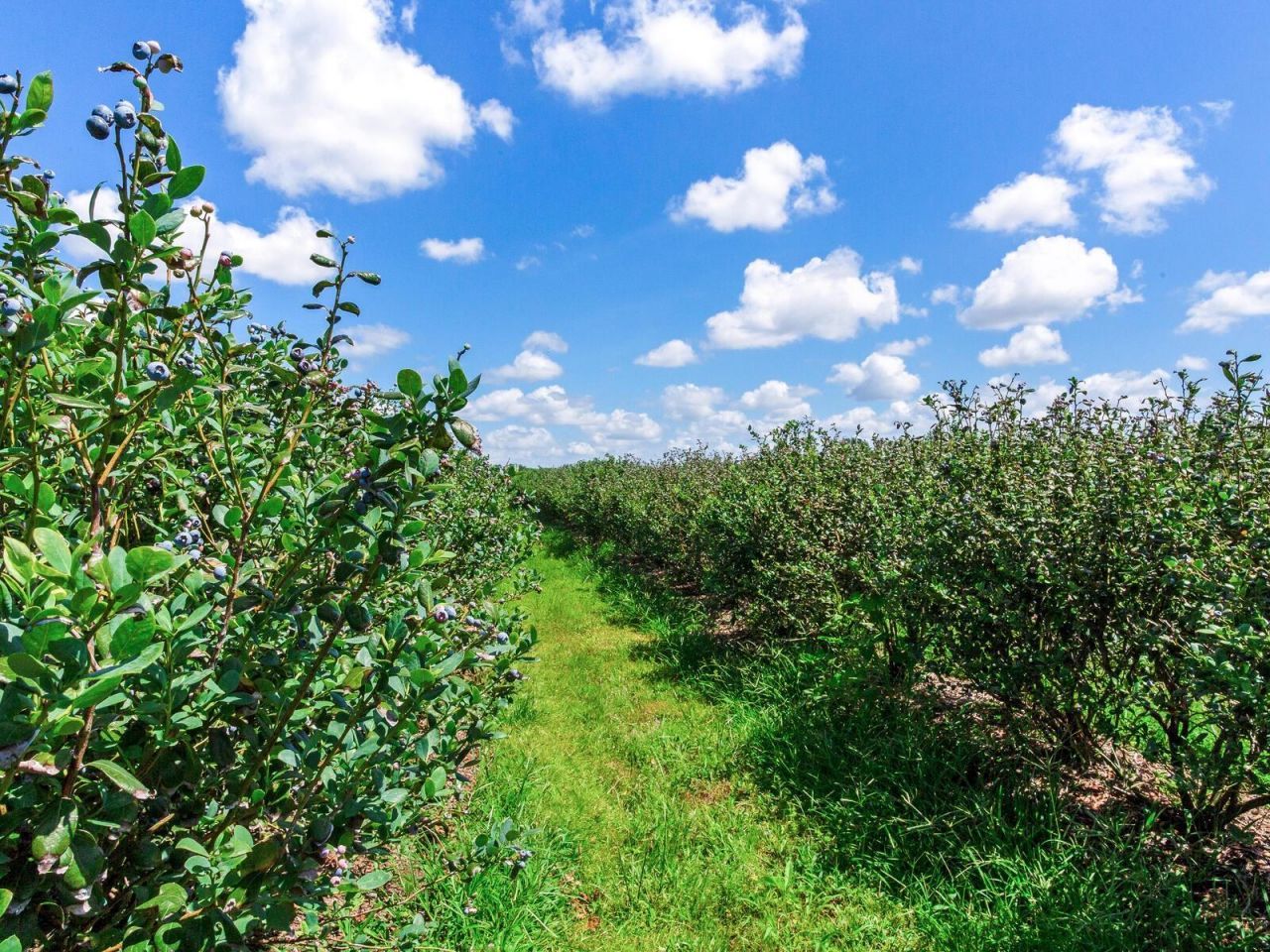 3674 E State Road 64 , Zolfo Springs, FL 33890 Photo