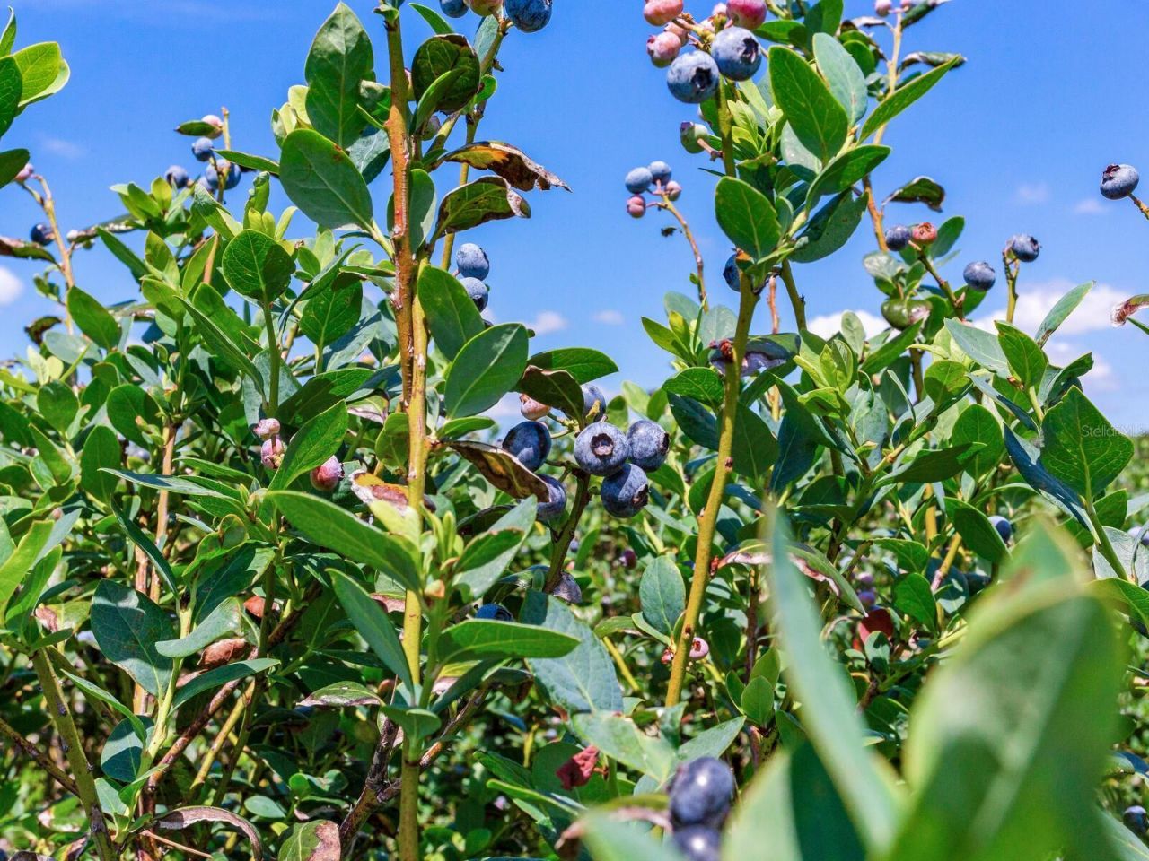 3674 E State Road 64 , Zolfo Springs, FL 33890 Photo