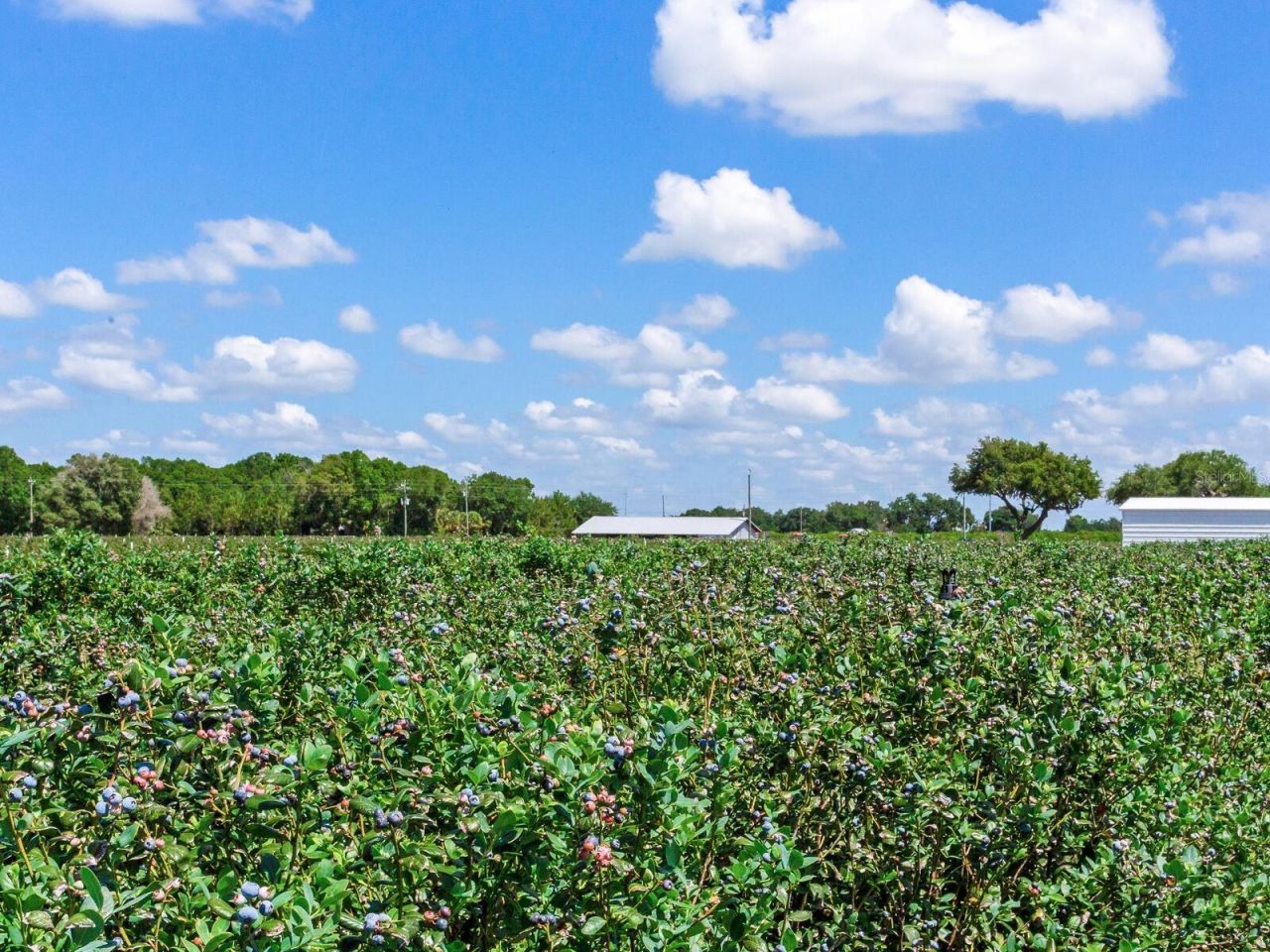 3674 E State Road 64, Zolfo Springs, FL 33890 Photo