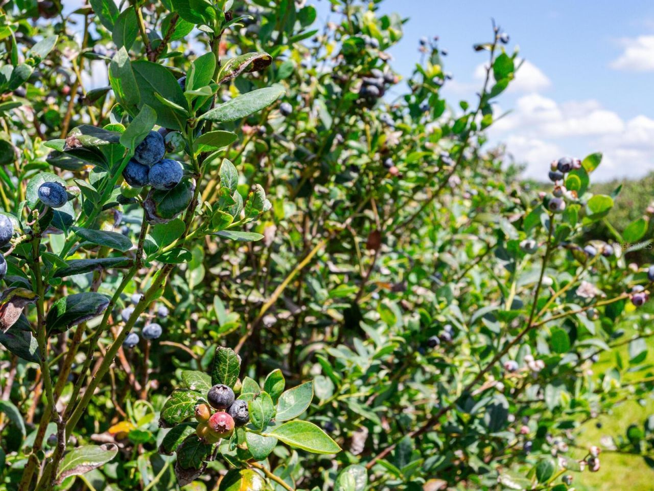 3674 E State Road 64 , Zolfo Springs, FL 33890 Photo