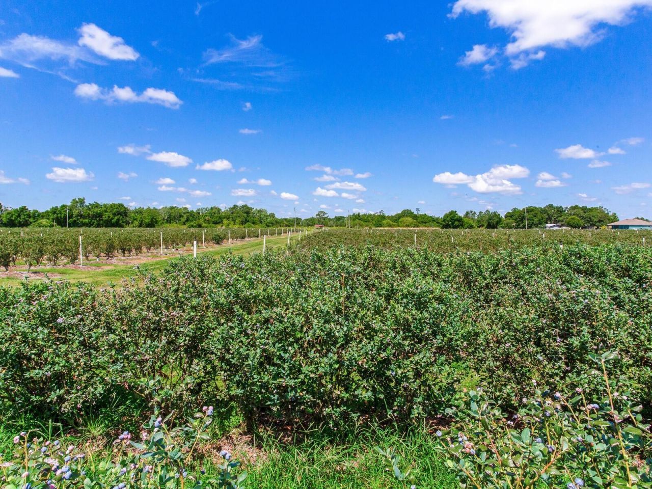 3674 E State Road 64, Zolfo Springs, FL 33890 Photo