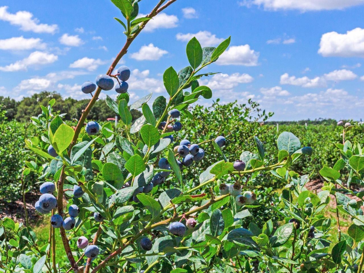 3674 E State Road 64 , Zolfo Springs, FL 33890 Photo