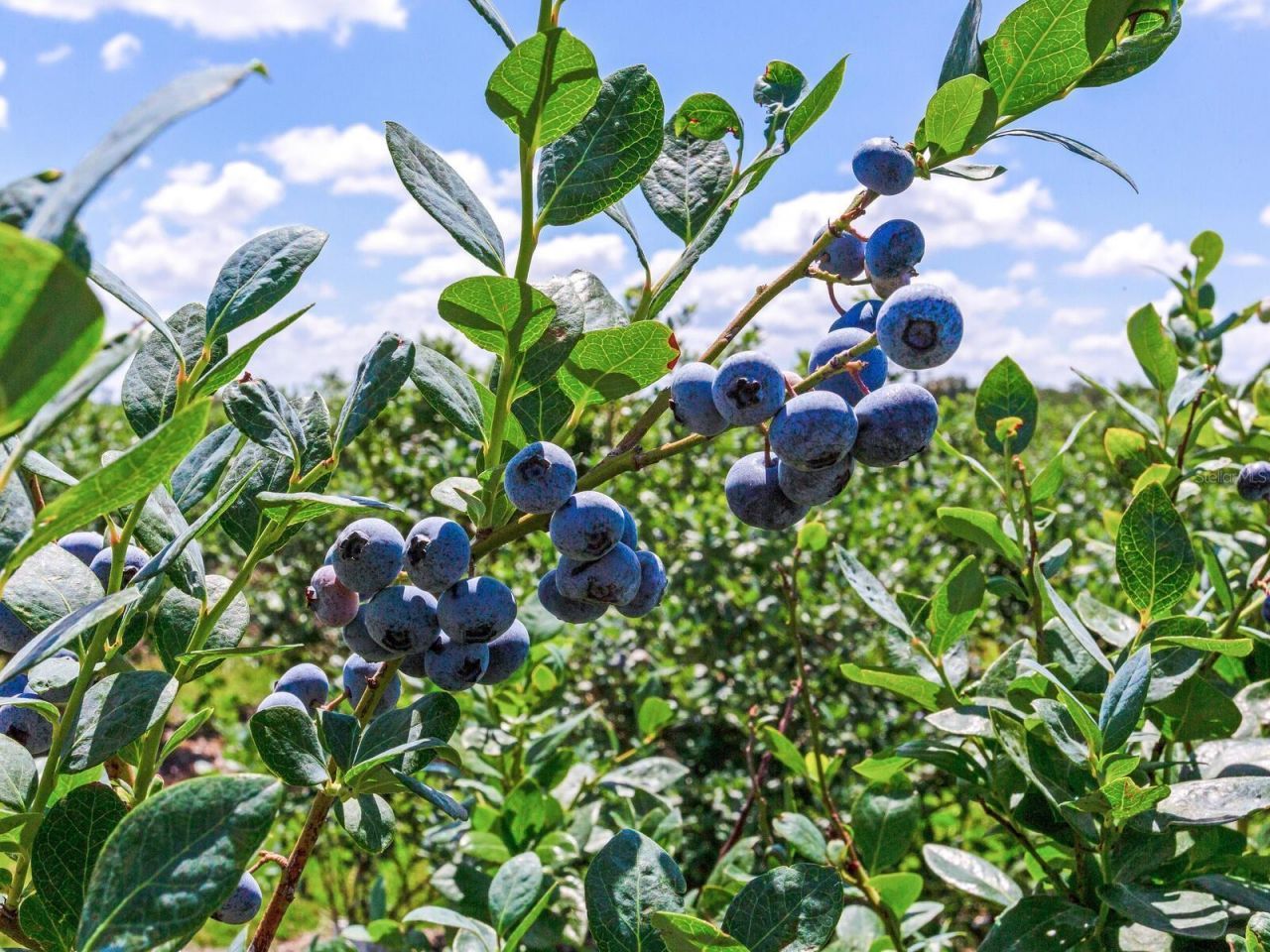 3674 E State Road 64 , Zolfo Springs, FL 33890 Photo