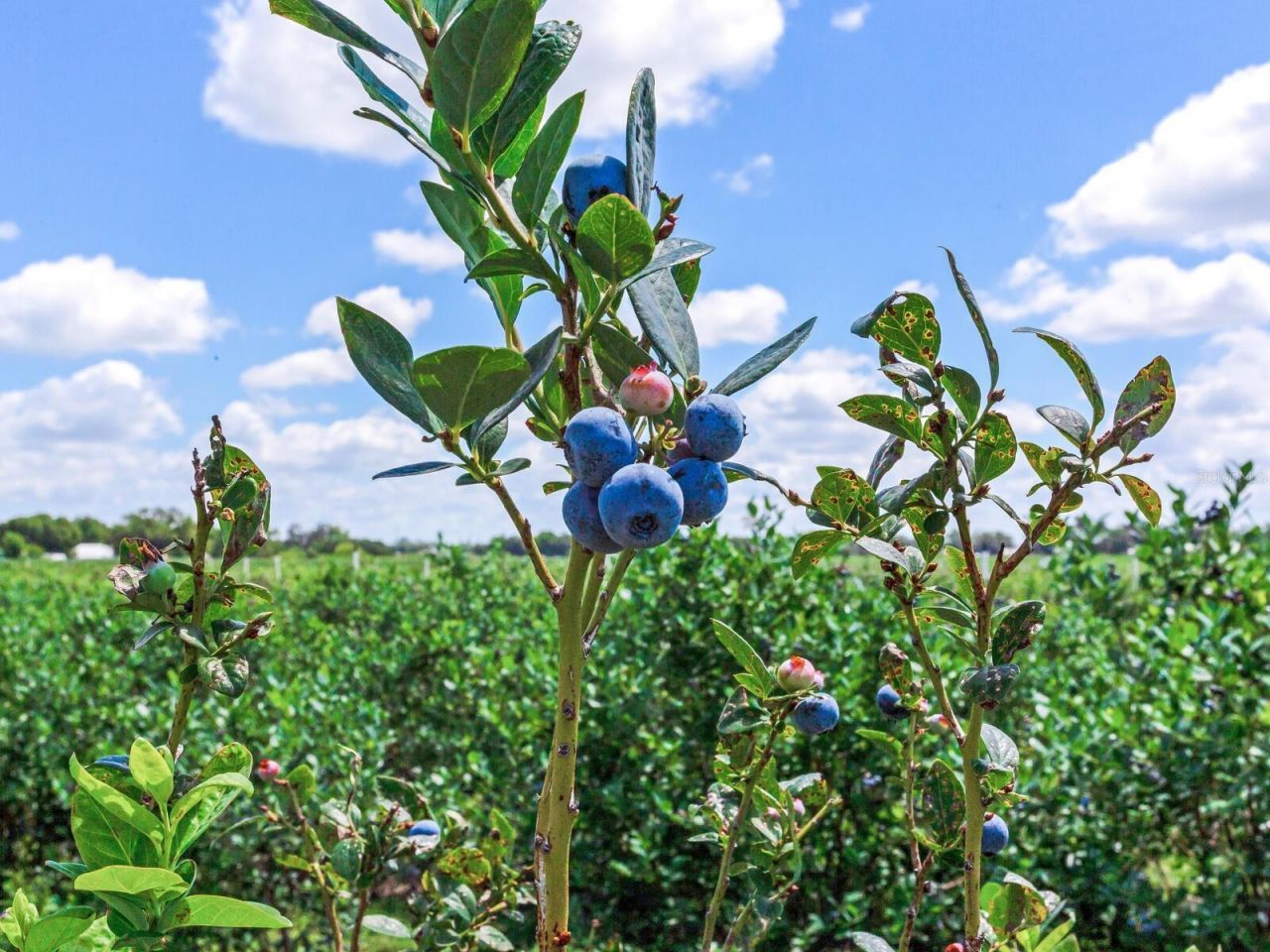 3674 E State Road 64 , Zolfo Springs, FL 33890 Photo